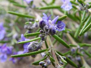 Rosemary flowers and herb — fragrant Mediterranean herb for roast lamb, focaccia, and marinades